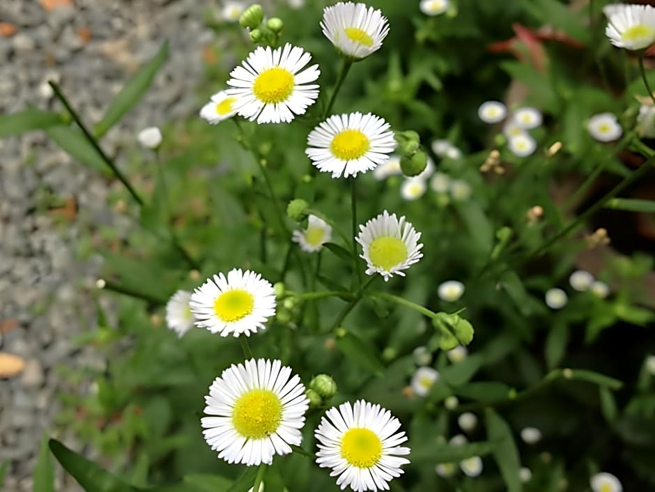 Breeze of Pai Guesthouse