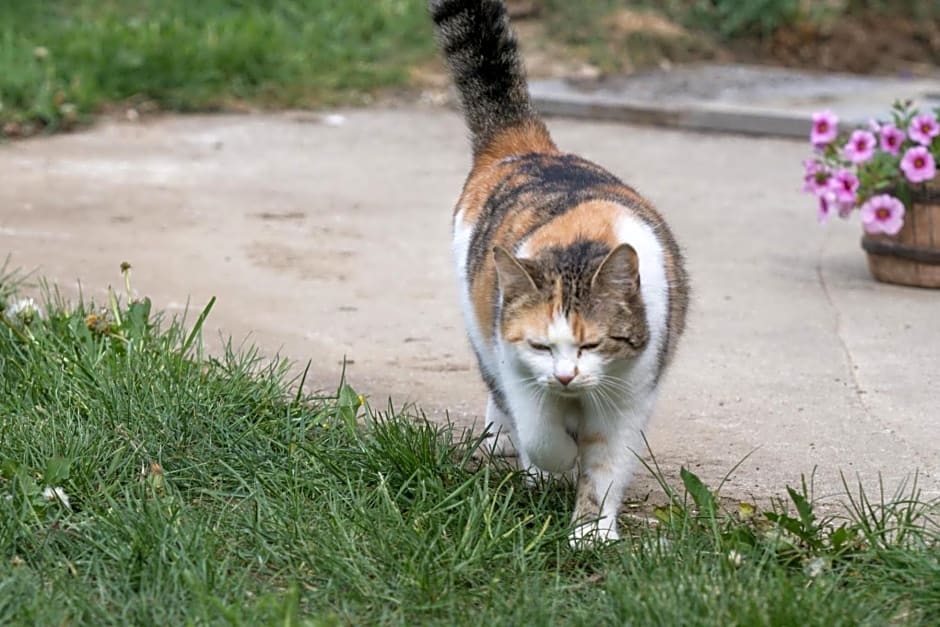 Ferienhof Neundlinger