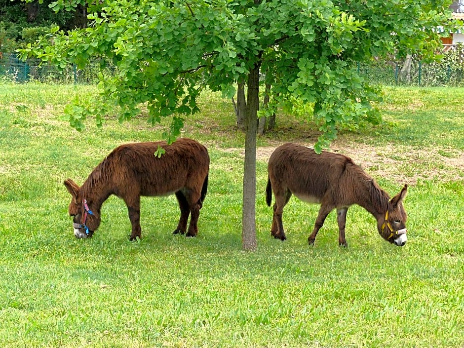 Hotel del Rio Srl - RISTORANTE e Azienda agricola