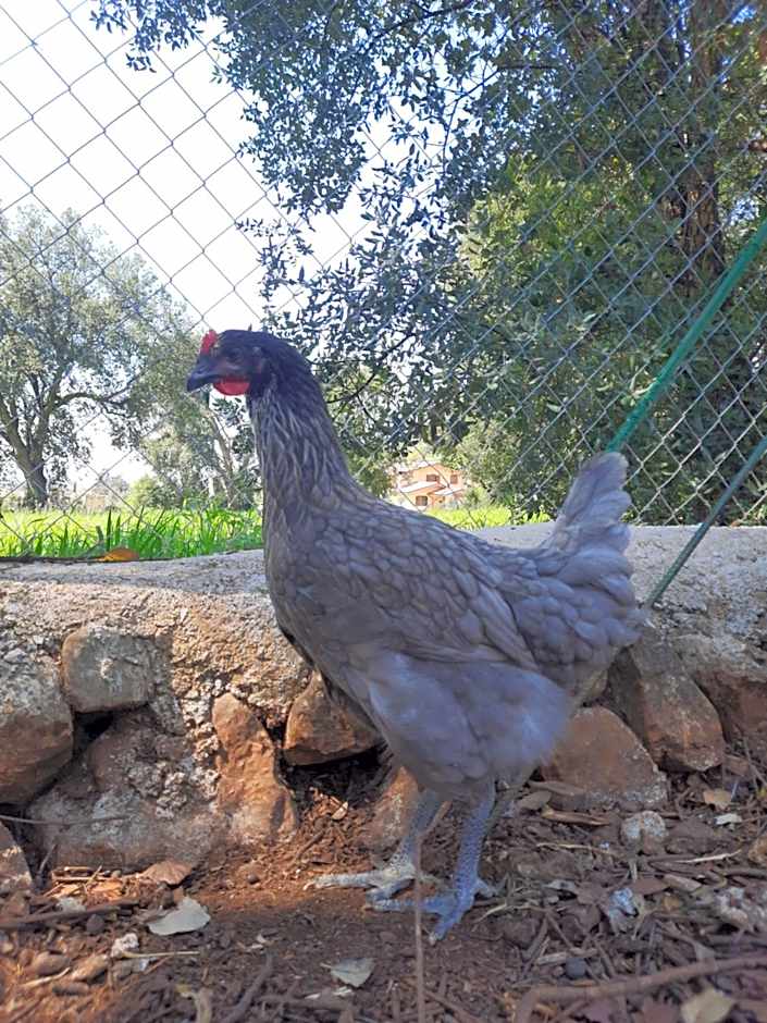 Agriturismo Country Casale Rufo