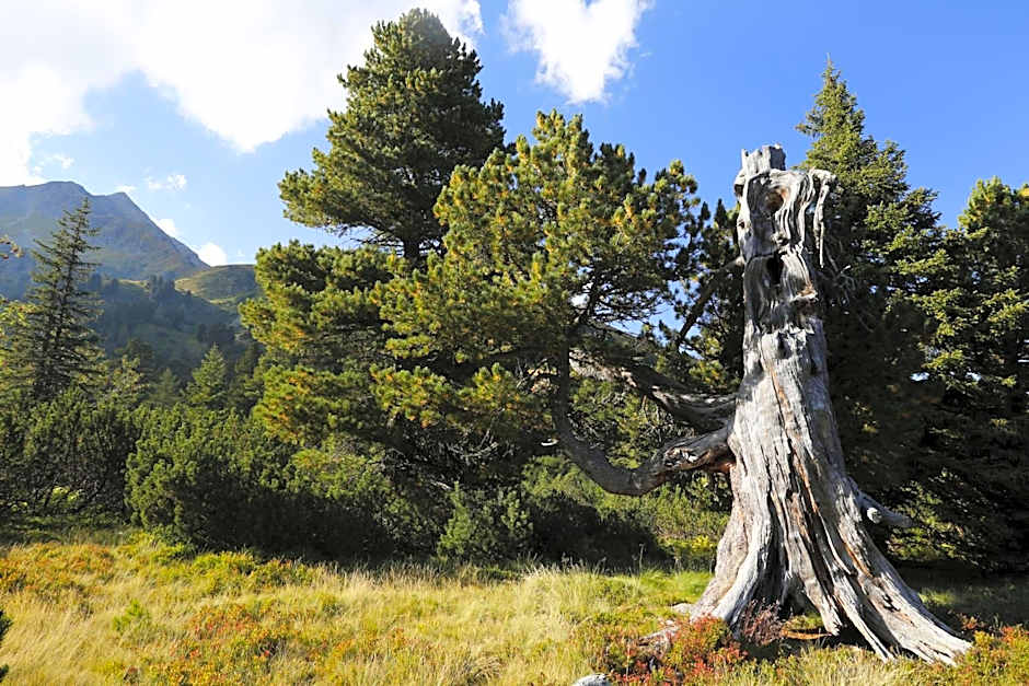 Alpenhotel & Aparthotel Lanz