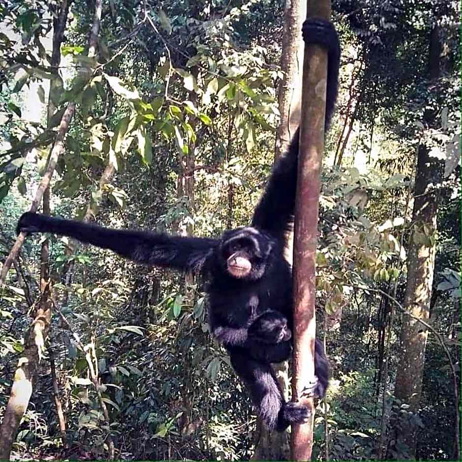 Asim Paris Guesthouse & jungle trekking