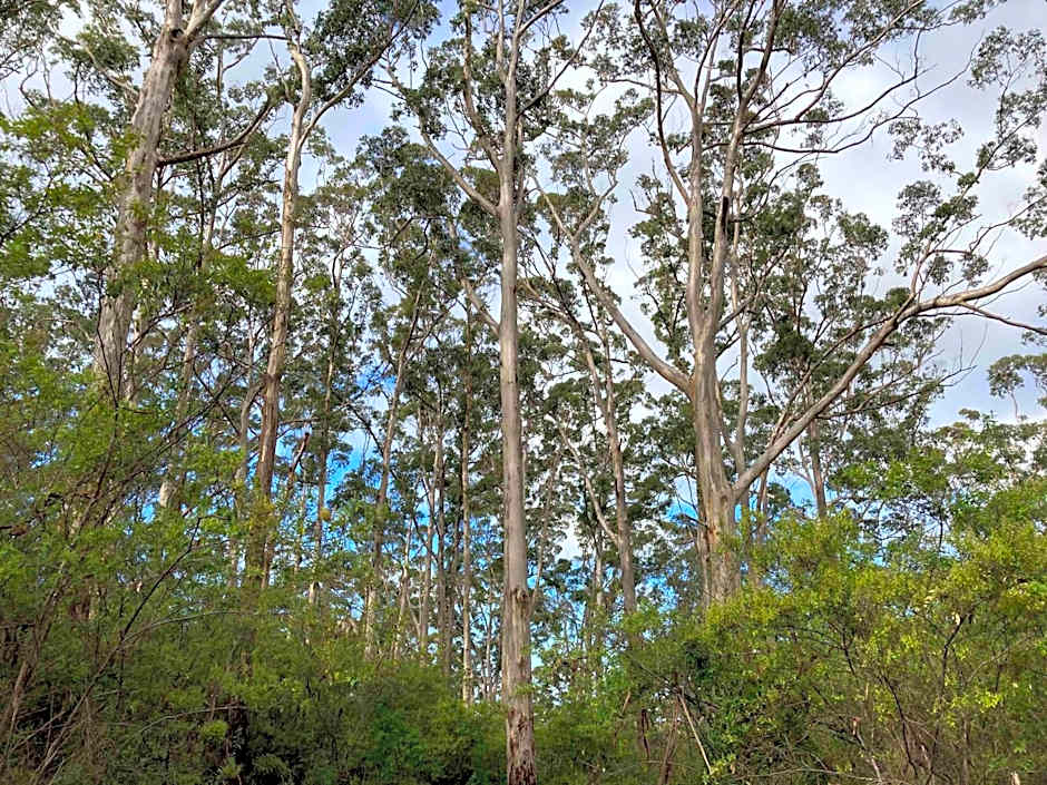 Edge Of The Forest Motel