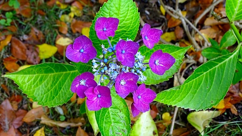 Chambres de Monthéard