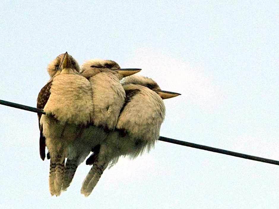 Noctourism 3 b'rm Point Lookout Cottage