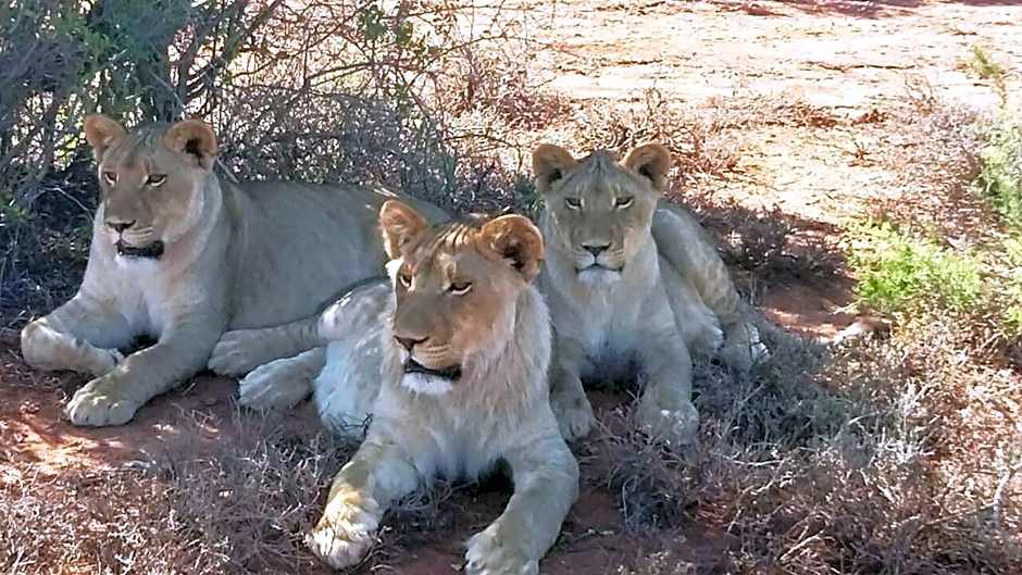 Buffelsdrift Game Lodge and Hotel