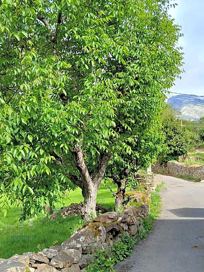 Picos de Europa Suites and Rooms