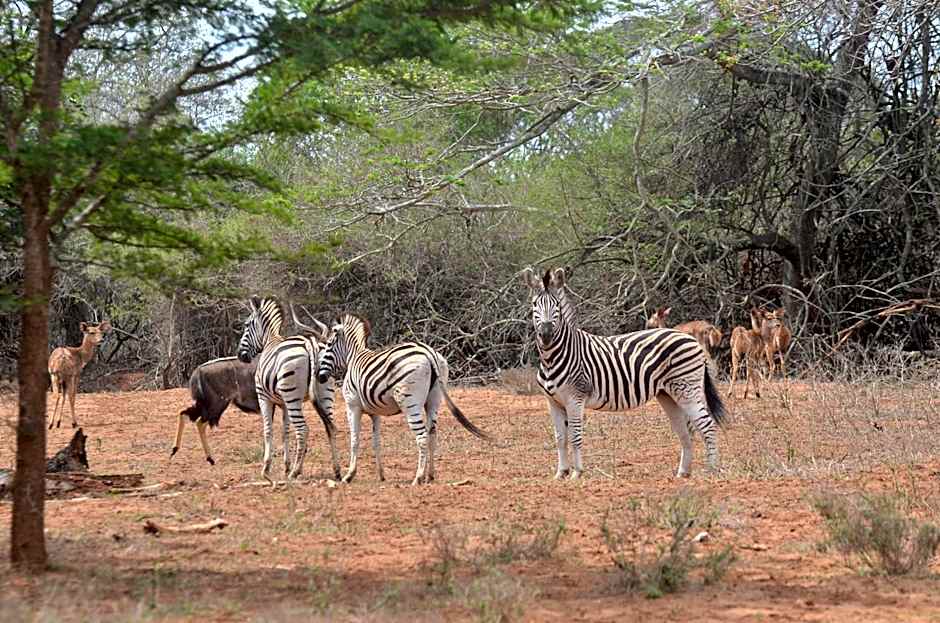 Bushbaby Lodge & Camping