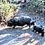Woodland Gardens Self-Catering & Pet-Friendly Lodge