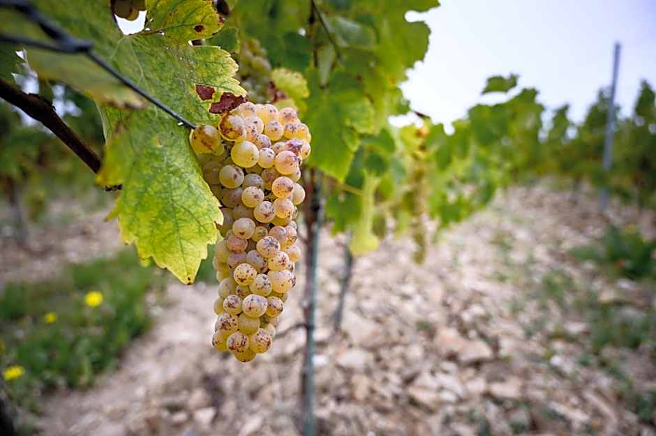 Vignoble Château Piéguë - winery