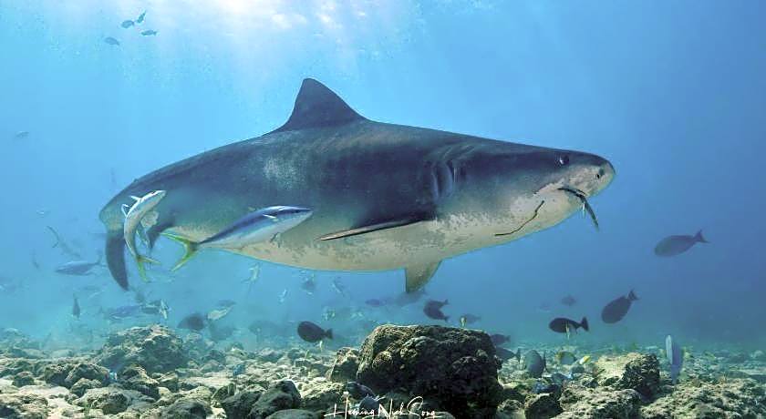 Tiger shark Residence 
