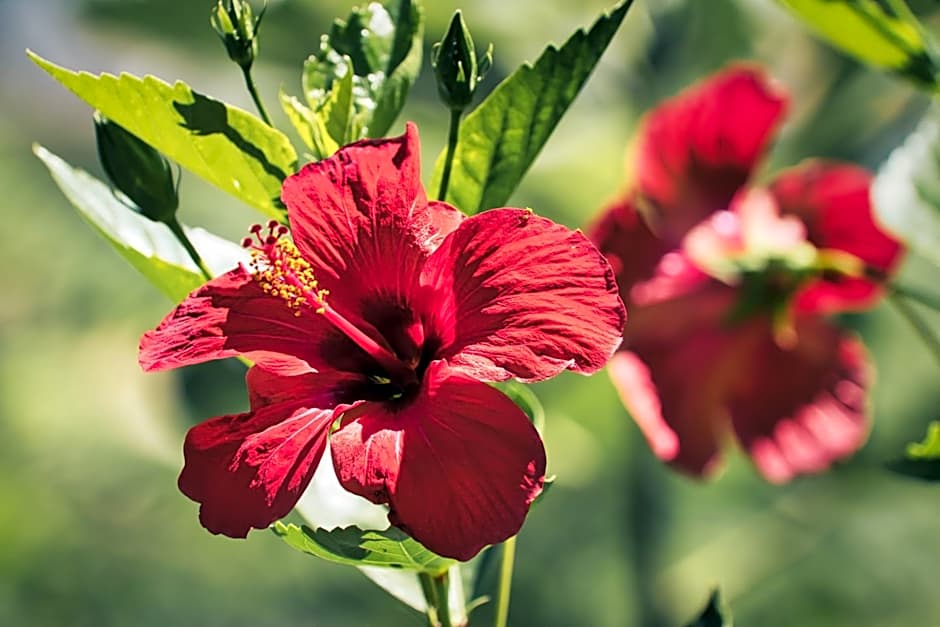 Boutique Hotel Las Islas