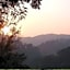The Shorea