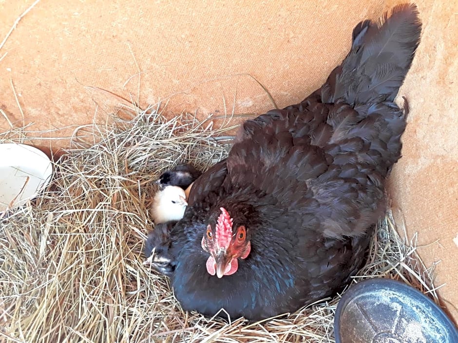 Les Vergers de Cussy