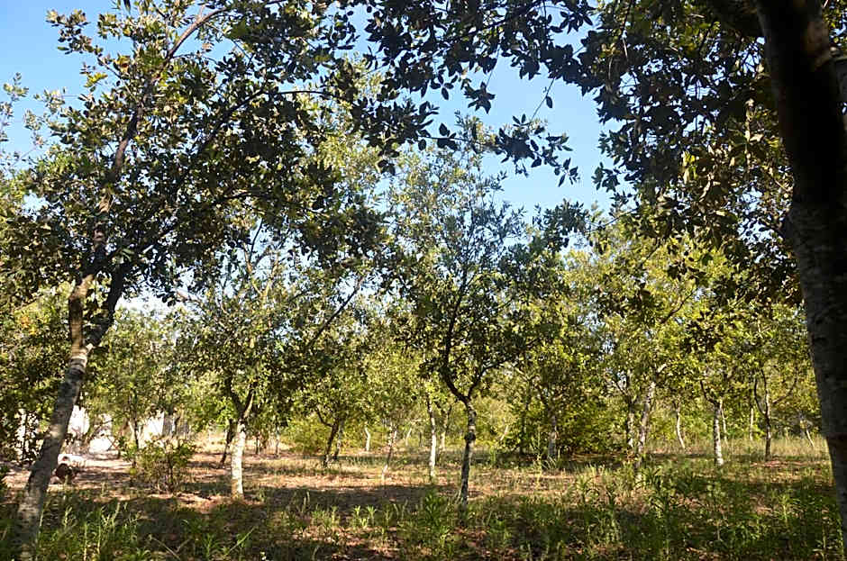 Masseria Borgo Segine - Relais nel Salento