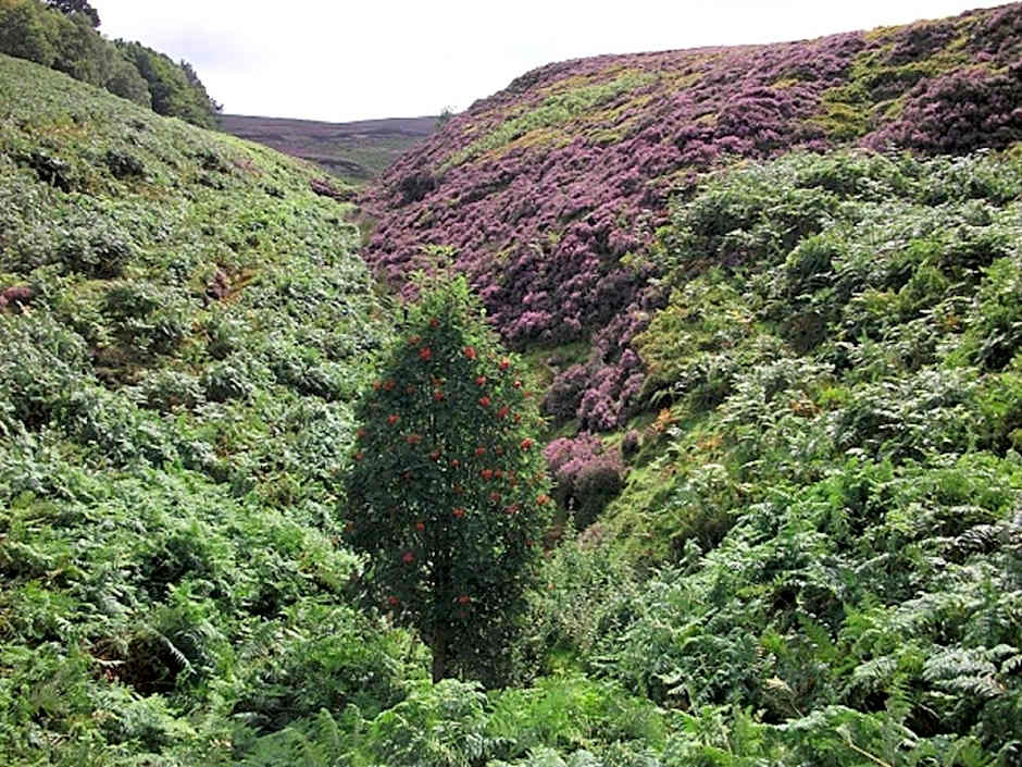 The Lantern Pike Inn