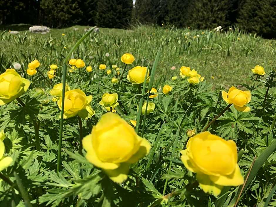 B&B Alla Loggia dell'Imperatore