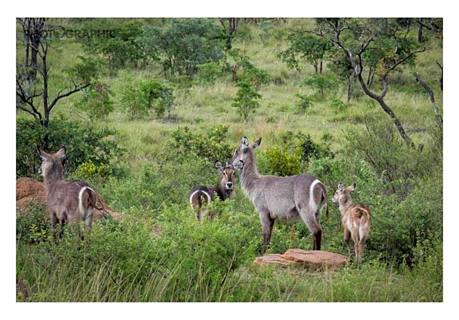 Ndlovu Safari Lodge