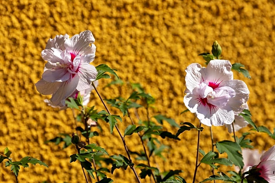 Brunner - Ferienwohnung im Hühnerhotel