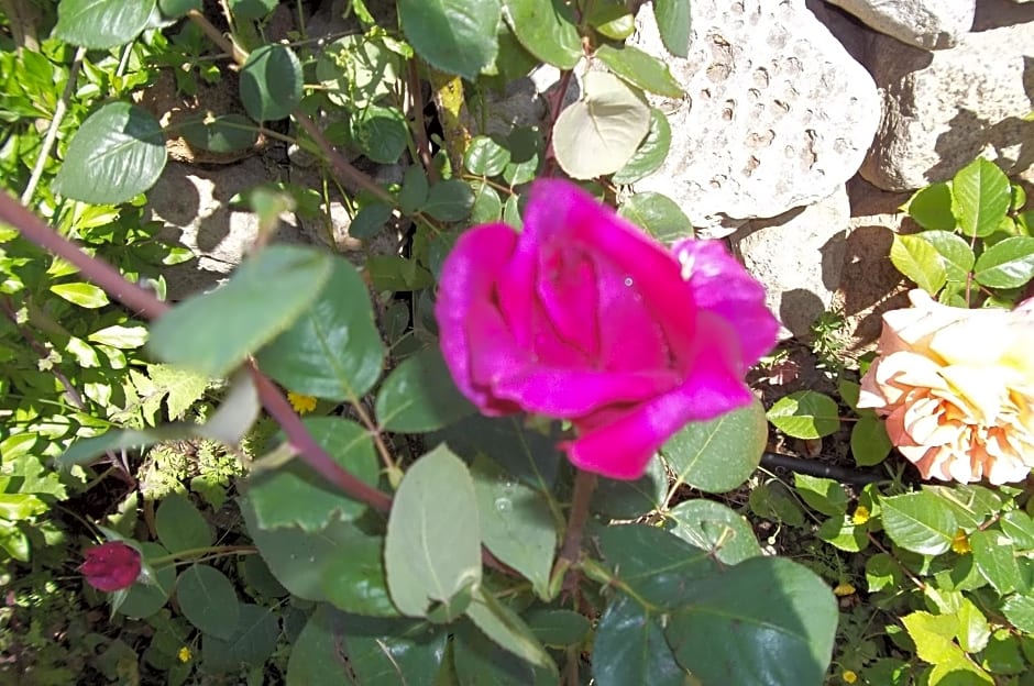 Il Vecchioliveto di Ornella