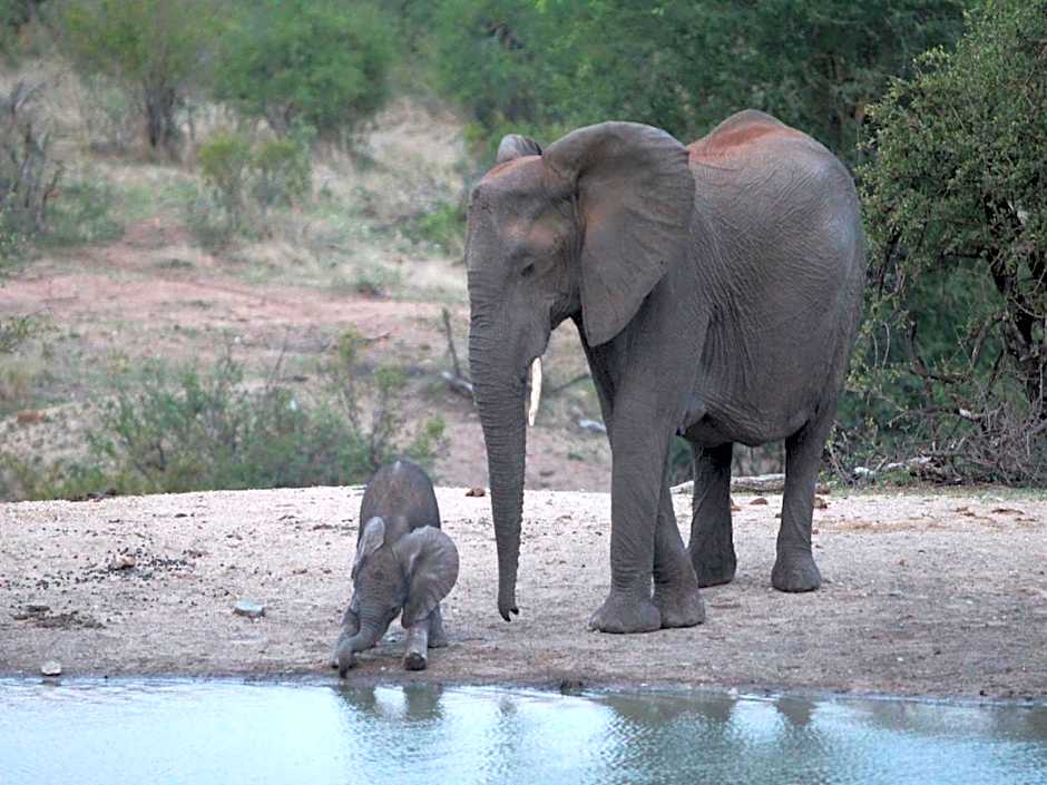 Makumu Private Game Lodge