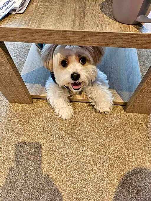 Forest Getaway, sleeps 6 at Bashley, leisure PASS included