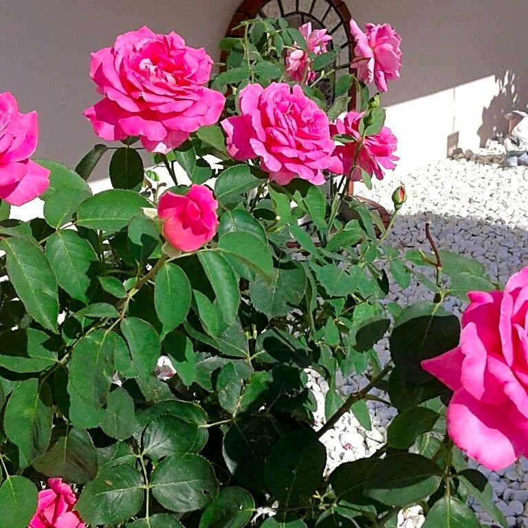 Hotel-Apartments La Strada