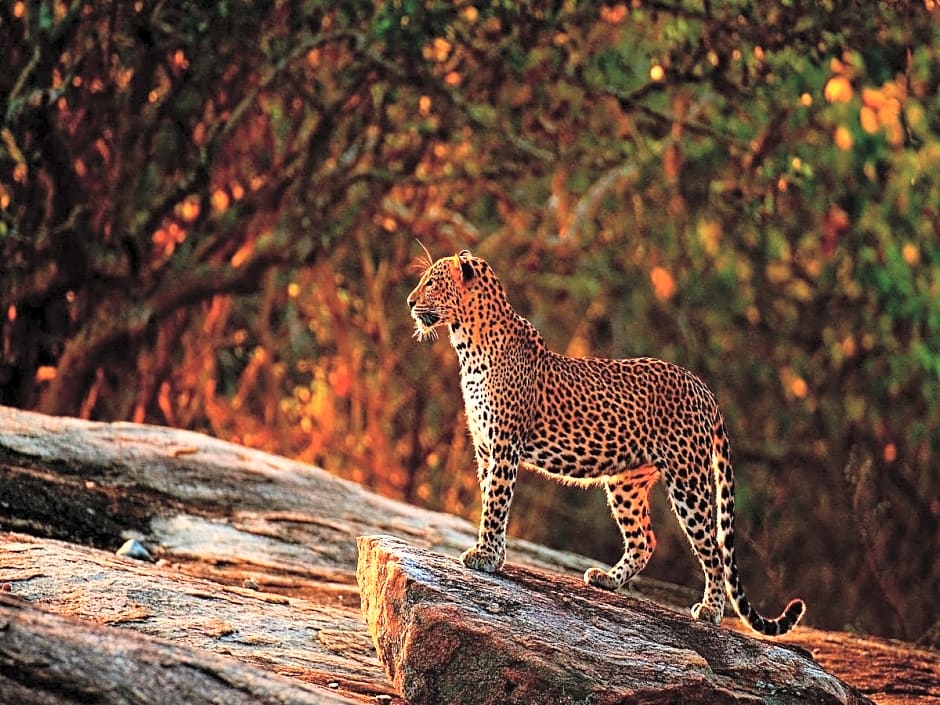 Cinnamon Wild Yala Hotel