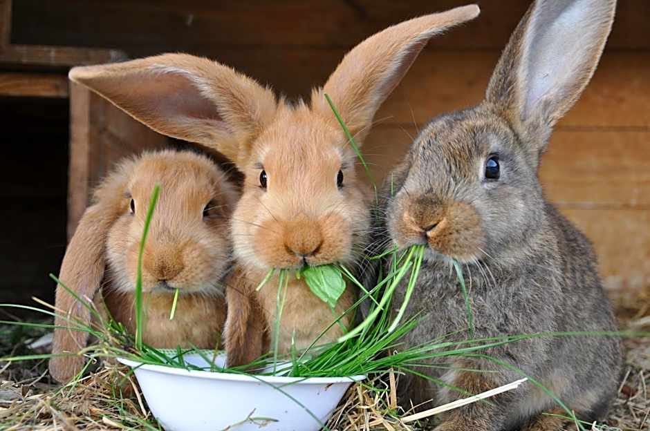 Kadyny Folwark Hotel & SPA