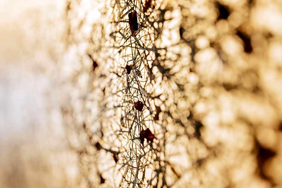 Hotel Lisl - Alpine Comfort