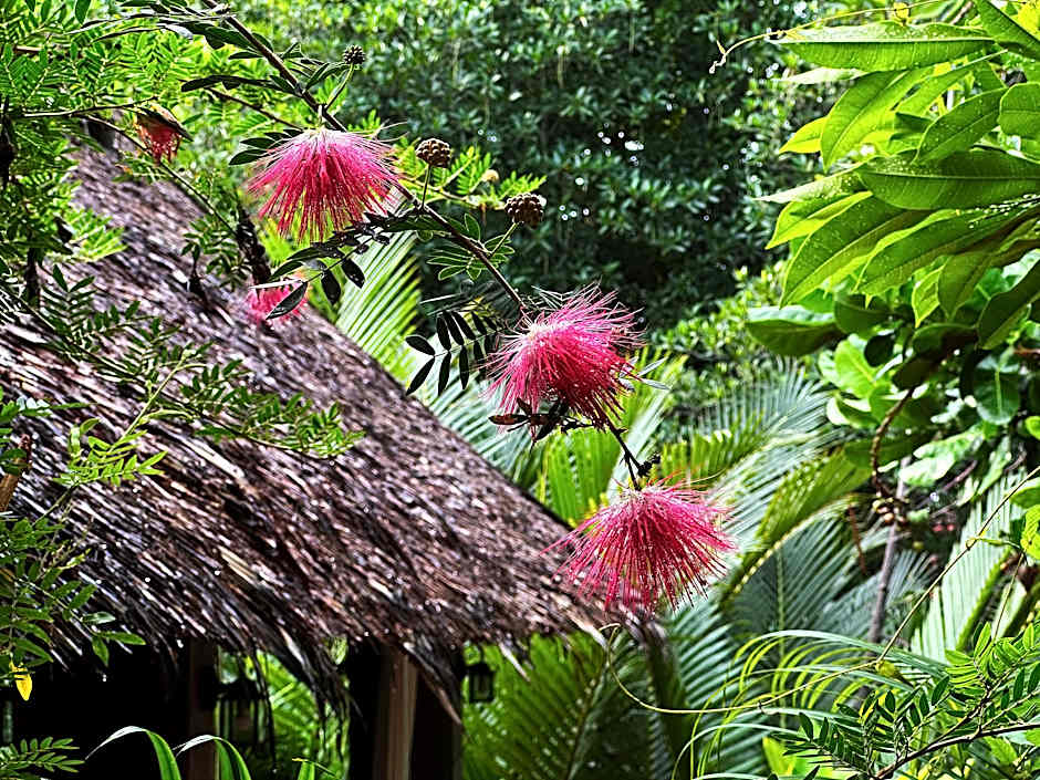 Dreamville Koh Phangan.