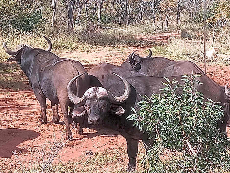 Moletani Game Ranch