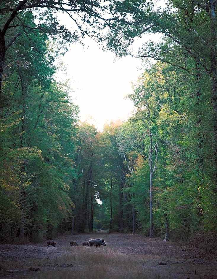 Loire Valley Lodges - Hotel