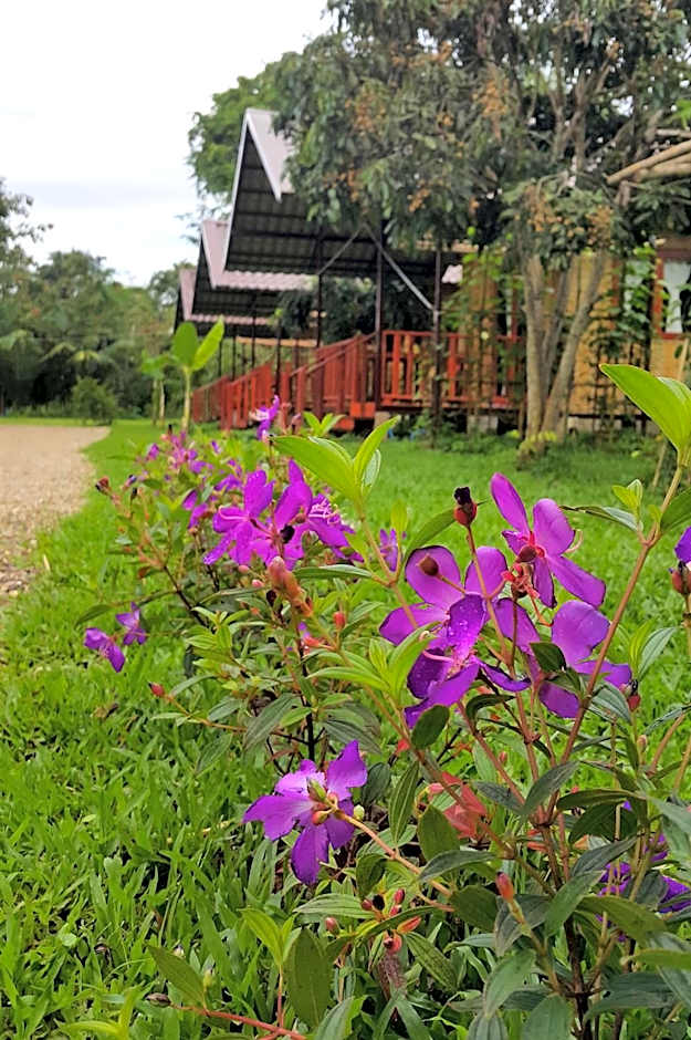 Chiang Dao Reset