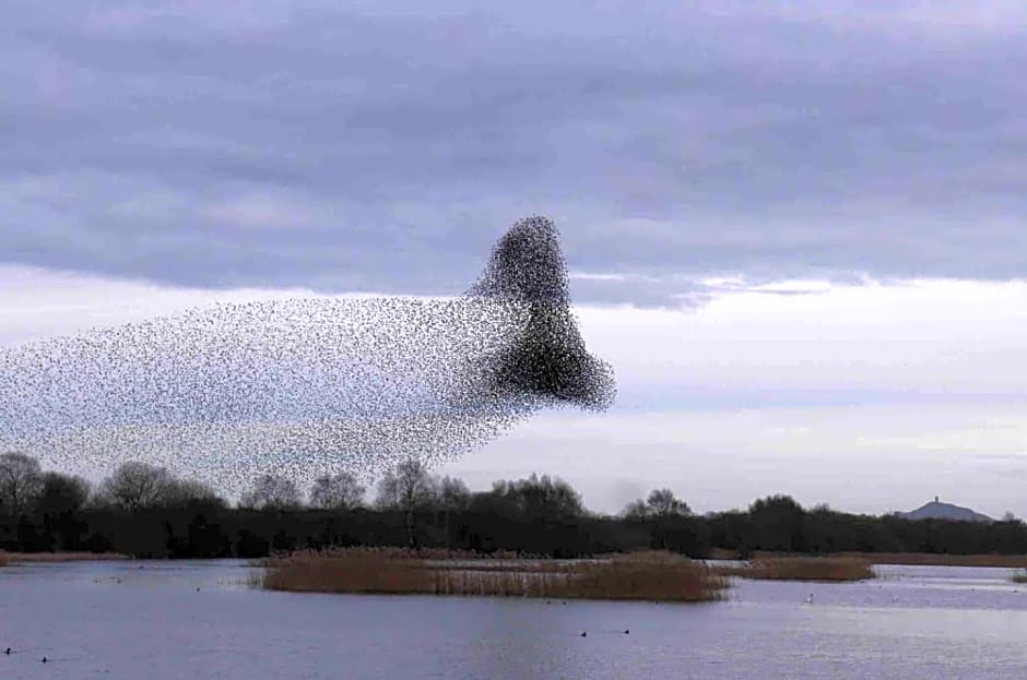 The Potting Shed, self contained, detached retreat in Shapwick village