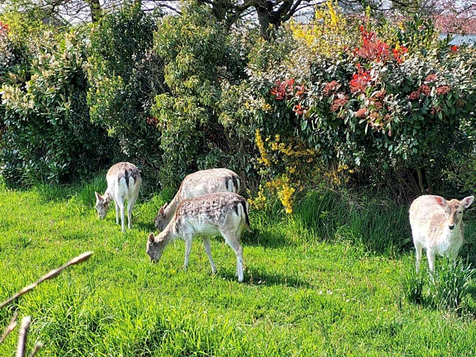 Strandhotel Dennenbos