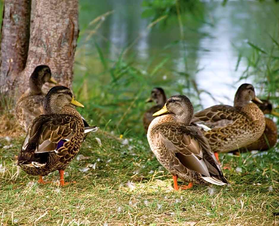 Club Wyndham Tamarack