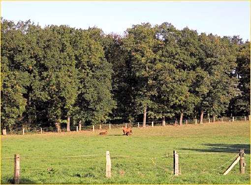 Hotel Fürstenberger Hof