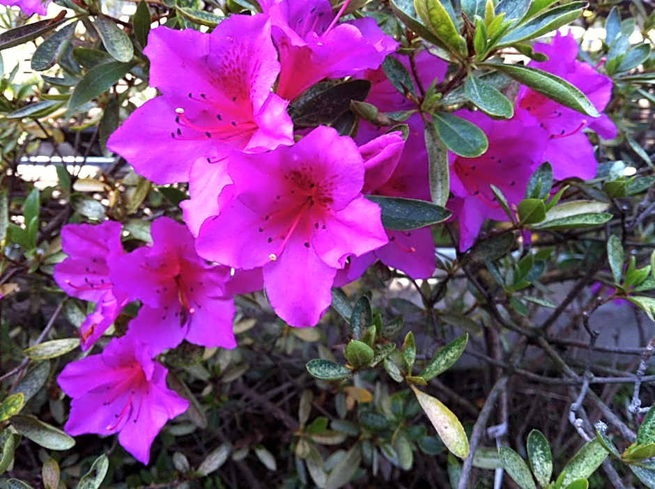 Relais Villa Annamaria Bed end Breakfast