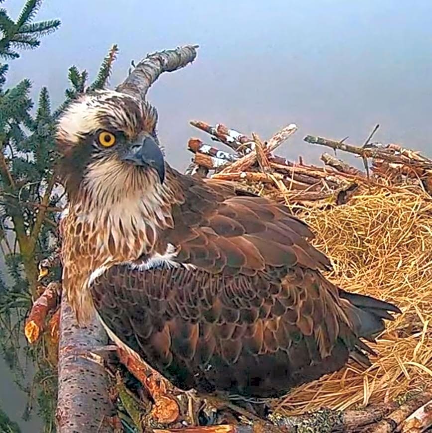 Y Felin Bed and Breakfast and Smallholding