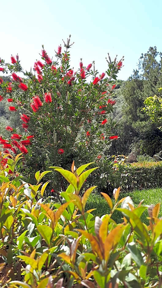 Anemona Studios