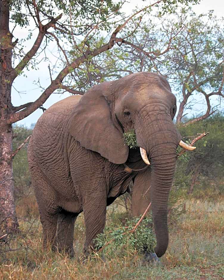 Tshukudu Game Lodge