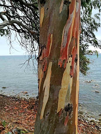 appartamento in villa a pochi passi dal mare