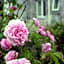 Forest Park House B&B