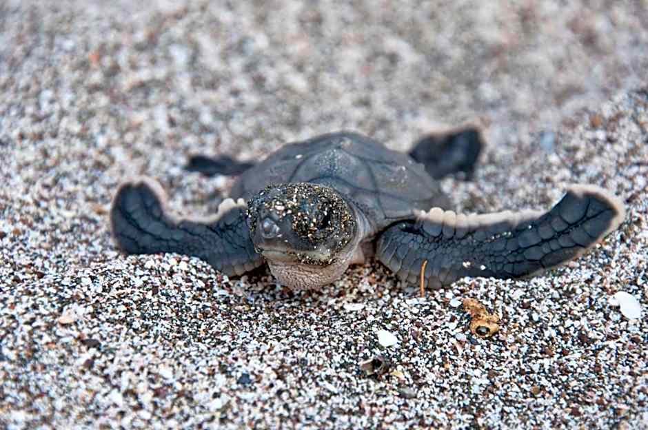 Hotel Bahia Esmeralda