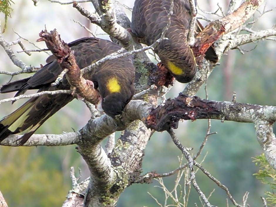 Launceston Bed and Breakfast Retreat