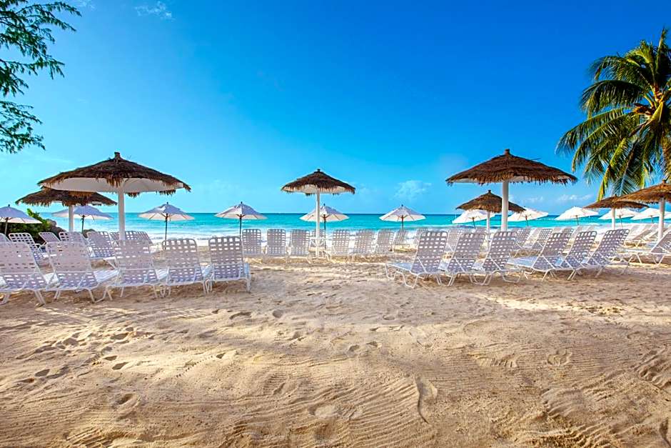 Bougainvillea Barbados
