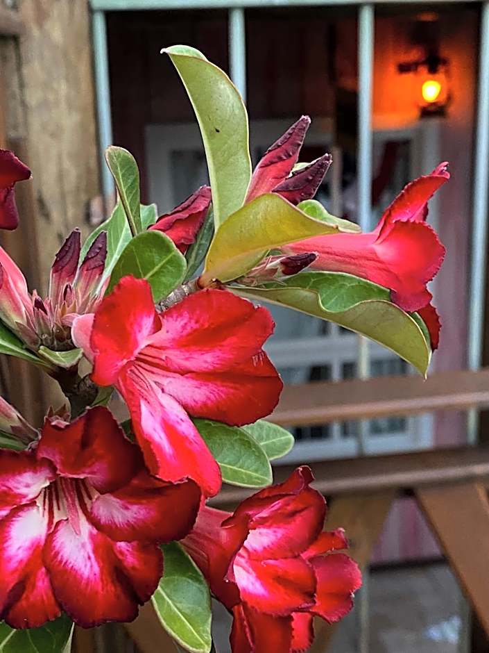 Pousada Vila do Cowboy