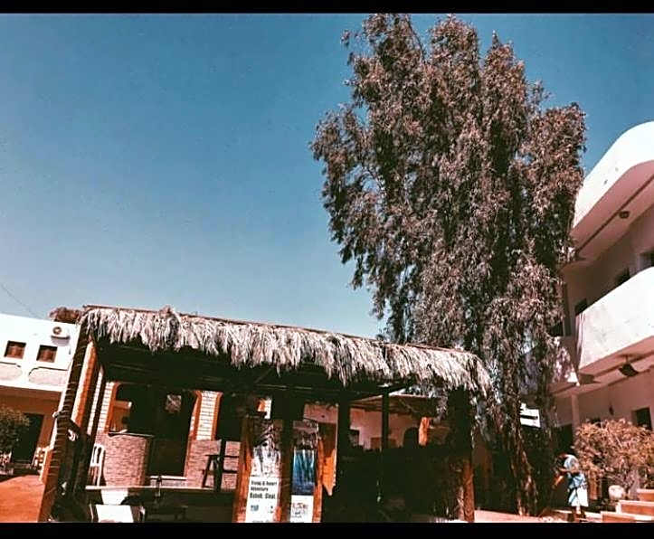 Oasis Fighting Kangaroo