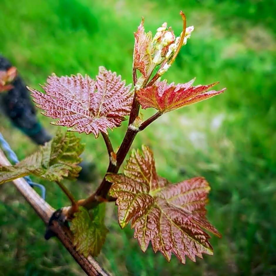 Weingut Albert, Familie Cramer